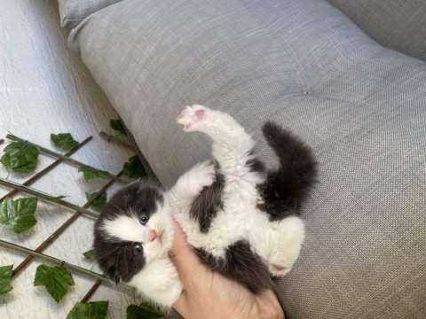 Çikolata ve bicolor british shorthair bebekler