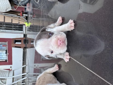 French bulldog üst segment orjinal