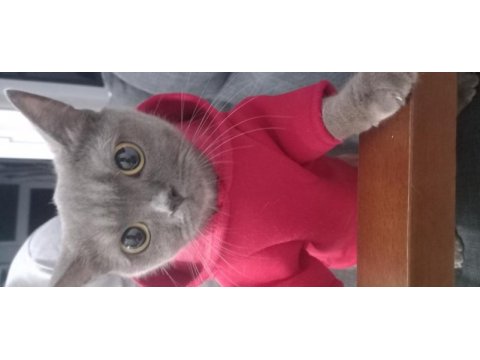 British shorthair dişi