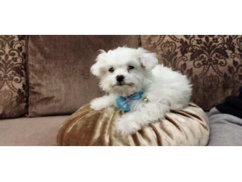 Maltese terrier yavrumuz. mini boy