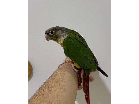 Konur gökkuşağı el besleme eğitimli yavrularımız