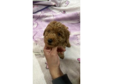 2 aylık poodle köpeği