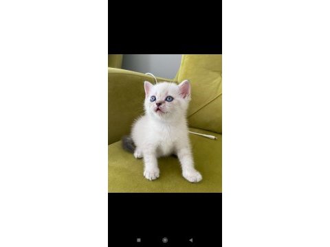 British shorthair lynx point dişi kedimiz
