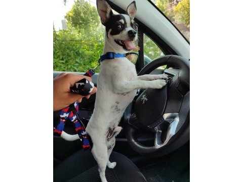 Yakışıklı chihuahua damat