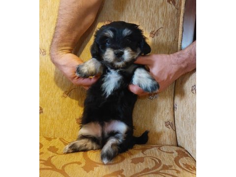 Sağlıklı oyuncu erkek morkie yavruları