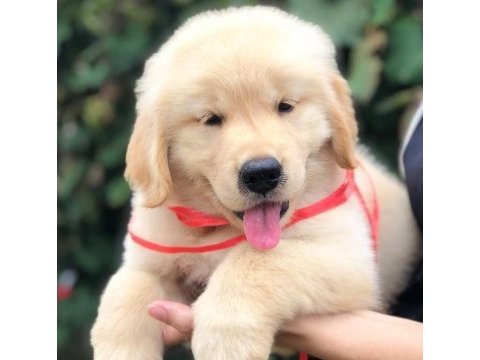 Golden retriever puppy