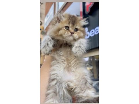 British longhair dişi golden minik aslan