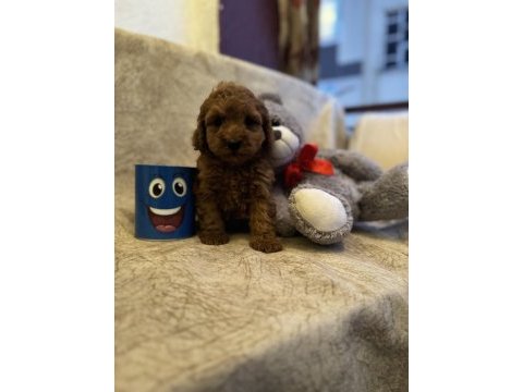 Saf kan toy poodle yavrumuz