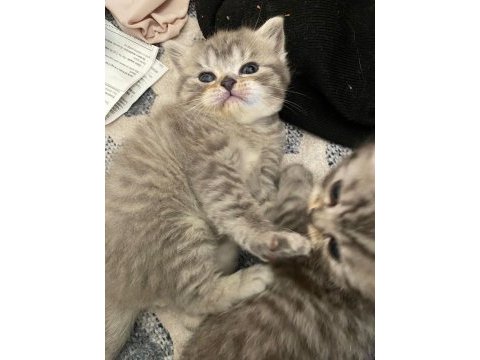 2 yavru 1 erkek 1 dişi scottish fold