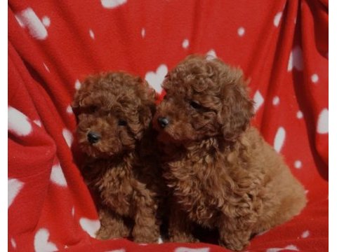 Toy poodle ırkının en güzeli mükemmel yavrular