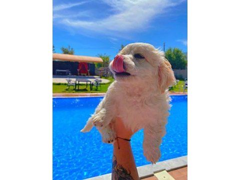 Maltese terrier yavru 3 aylık