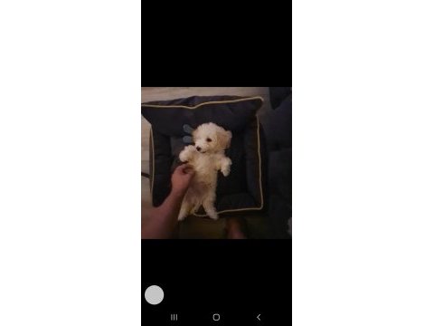 Maltıpoo oğlumuz