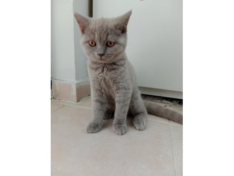 British shorthair minnagimizin yeni evini ariyoruz