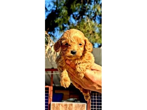 Maltipoo yavrularımda son nokta