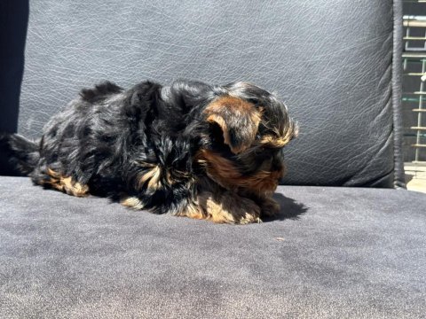 Show kaite tea cup yorkshire terrier yavrumuz