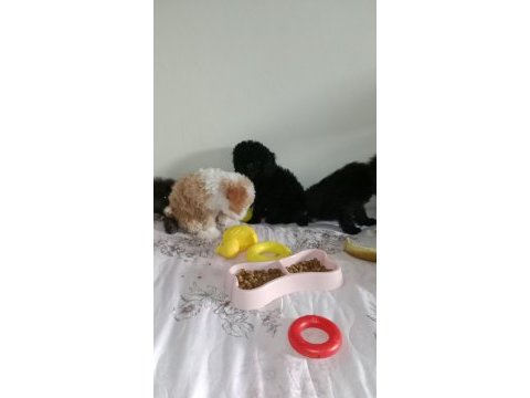 Evde bakılabilecek en uygun cins toy poodle