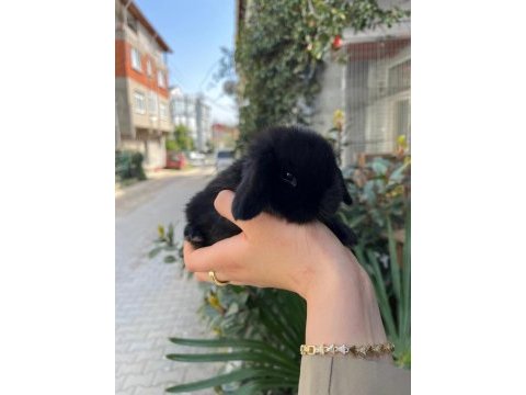Safkan cüce mini hollanda lop tavşanlar gönderilir