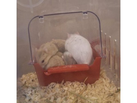 Ele alışık, sağlıklı gonzales hamster yavruları