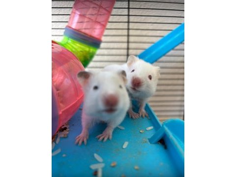 Bebek suriye hamster