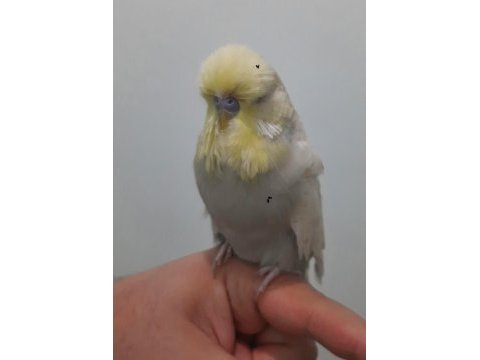 Show jumbo muhabbet kuşu erkek