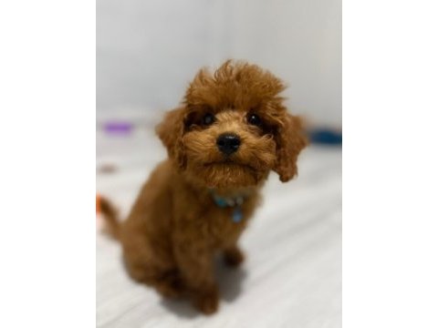 Erkek toy poodle