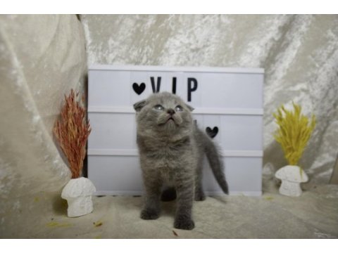 Safkan top kafa scottish fold yavrumuz