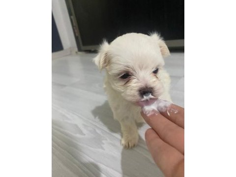 0 numara aşılı maltese yavrular