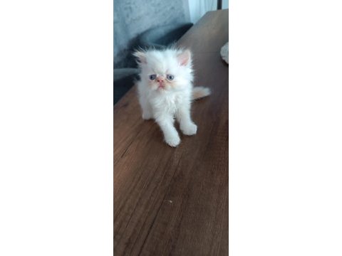 Show kalite ırk garantili bebeklerimiz