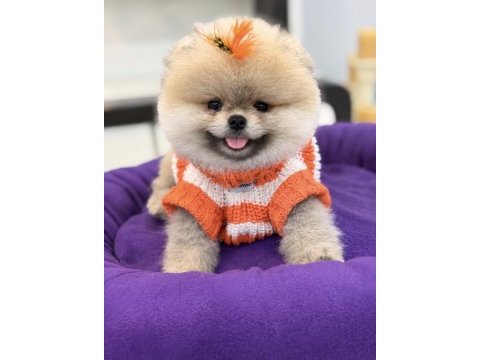 Pomeranian boo orjinal rengi ve tüy kaliteli yavrumuz