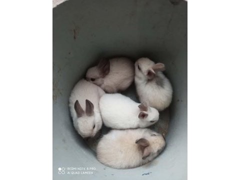 Himalayan cüce bebek tavşanlar