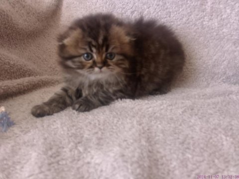 Tatlı bir erkek bebiş scottish fold