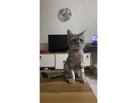 British shorthair duman yeni yuvasını bekliyor