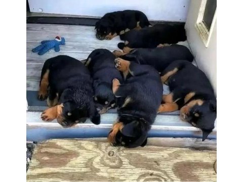 Dişi erkek rottweiler kapıda ödemeli güvenli sistem