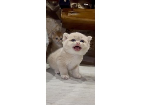Saf kan golden british shorthair yavruları (wcf kayıtlı)