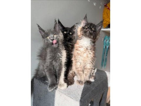 Tescilli en büyük maine coon kor un yavruları