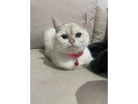 British shorthair 1,5 yaşında