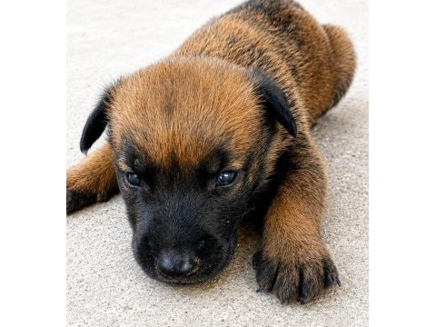 Safkan belçika kurdu malinois
