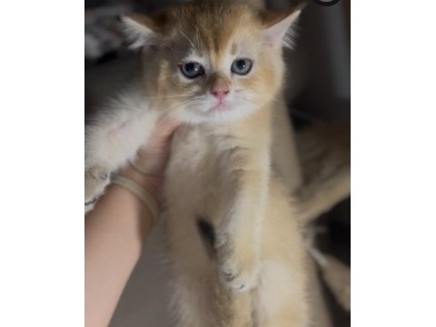 British shorthair ny12 safkan erkek