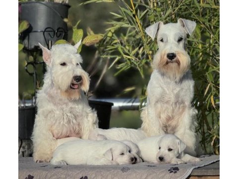 Fcı şecereli miniature schnauzer pure white (beyaz)