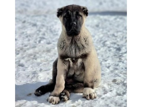 Yurt dışı yurt içi her yere kangal gönderim sağlanır