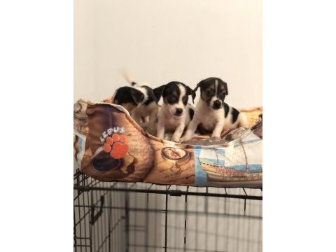 Her renk her desen sıfır boy uygun jack russell
