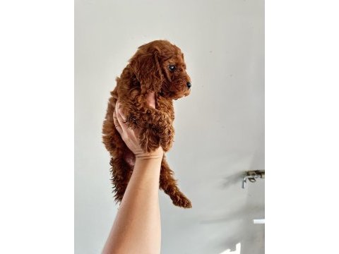 Koyu dişi poodle