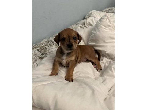 Ücretsiz sahiplendirme yavru köpek ömürlük yuva