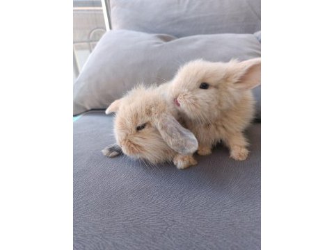 Yavru lop tavsanlar