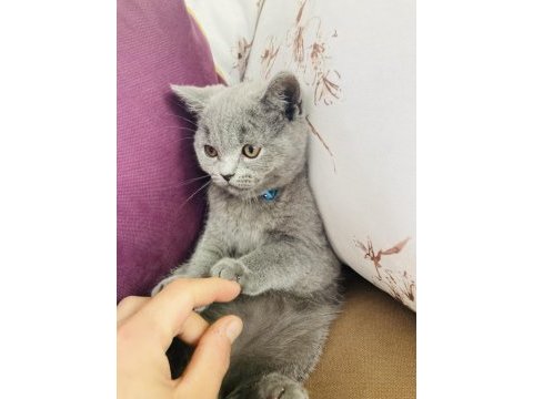 Sahiplendirme british shorthair