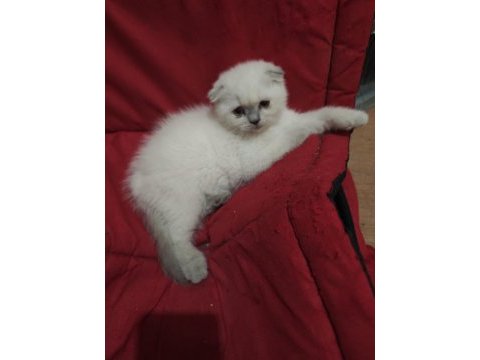 Scottish fold dişi