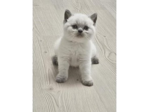 2 aylık cins kediler satılıktır blue point oyuncu kedisi