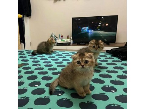 Scottish fold golden bebekler