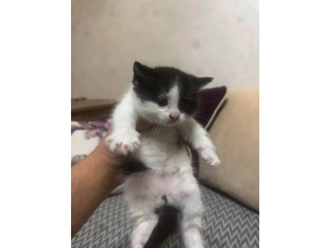 British shorthair yavrular