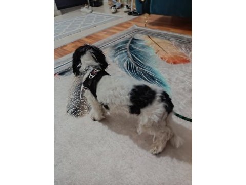 Maltese terrier erkek
